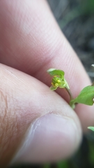 Ranunculus bonariensis