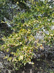 Cercocarpus ledifolius intermontanus
