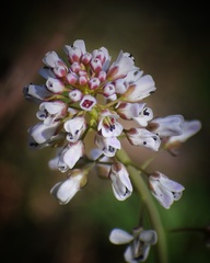 Noccaea caerulescens
