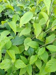 Justicia aequilabris