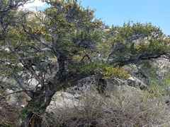 Cercocarpus ledifolius intermontanus