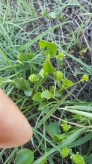 Ranunculus bonariensis