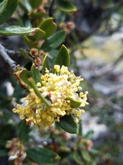 Cercocarpus ledifolius intermontanus