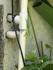 Anolis bimaculatus