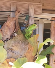 Iguana iguana