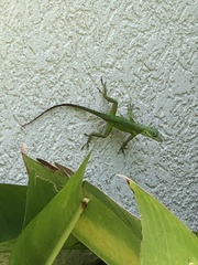 Anolis bimaculatus
