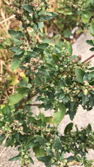 Chenopodiastrum murale