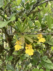 Erycina