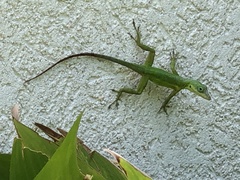 Anolis bimaculatus