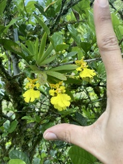Erycina