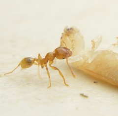 Pheidole absurda