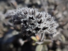 Myosotis traversii traversii