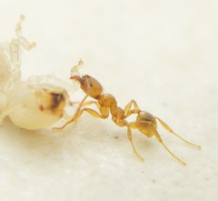 Pheidole absurda