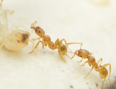 Pheidole absurda
