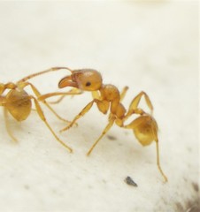 Pheidole absurda