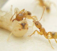 Pheidole absurda
