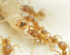 Pheidole absurda