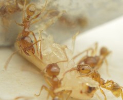 Pheidole absurda