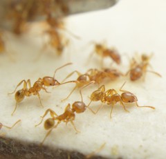 Pheidole absurda
