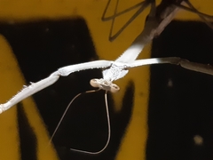 Archimantis armata