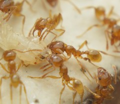 Pheidole absurda