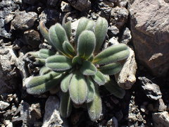 Myosotis traversii traversii