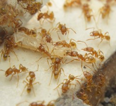 Pheidole absurda