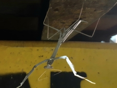 Archimantis armata