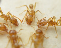 Pheidole absurda