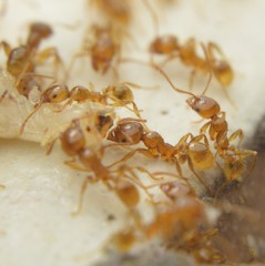 Pheidole absurda