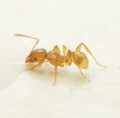 Pheidole absurda