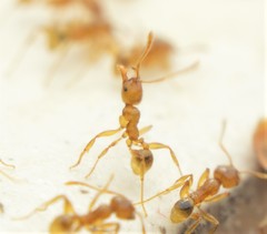 Pheidole absurda