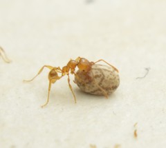 Pheidole absurda