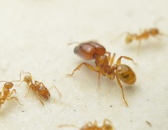 Pheidole absurda