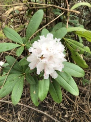 Rhododendron × hybridum
