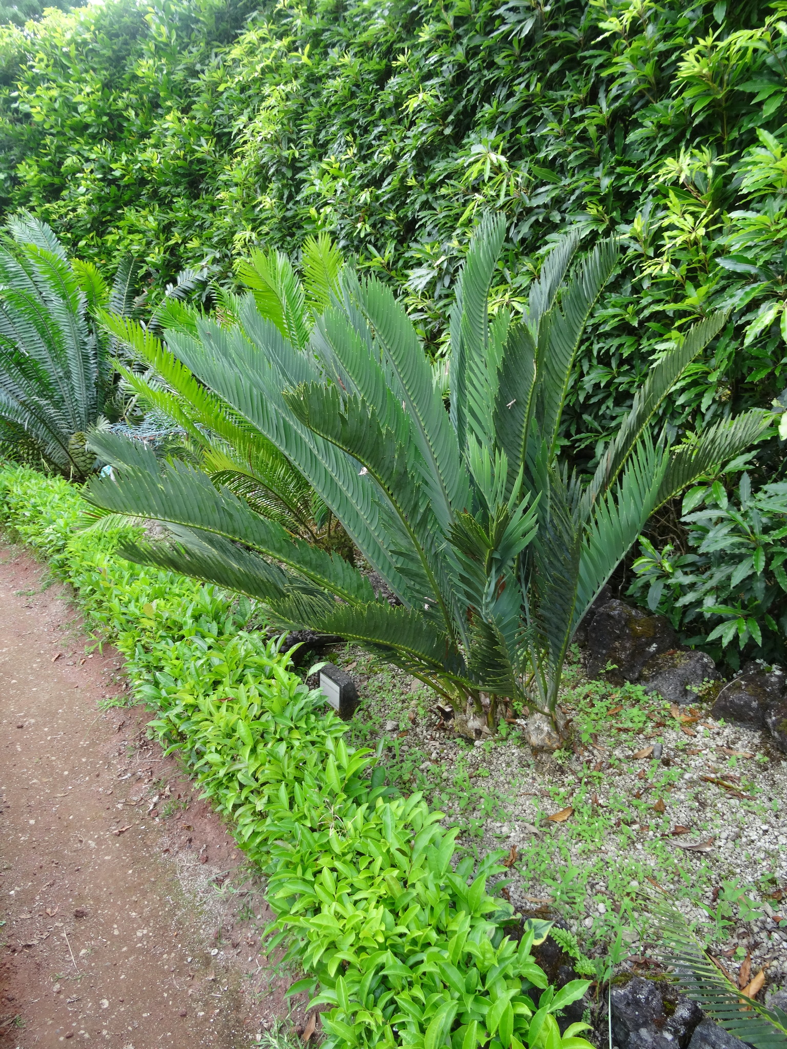 Encephalartos nubimontanus