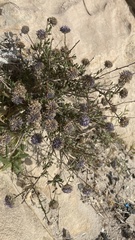 Globularia arabica