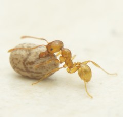Pheidole absurda