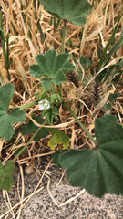 Malva parviflora