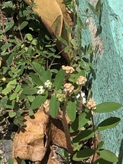 Euphorbia hypericifolia