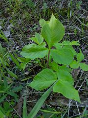 Arisaema triphyllum