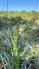 Lactuca graminifolia