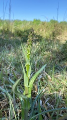 Lactuca graminifolia