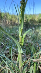 Lactuca graminifolia