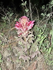 Pedicularis densiflora