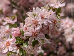Prunus andersonii