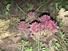 Pedicularis densiflora