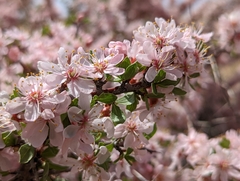 Prunus andersonii