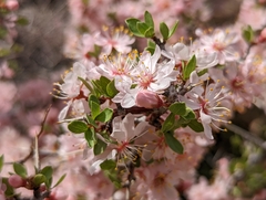 Prunus andersonii