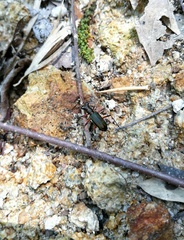 Heptodonta posticalis